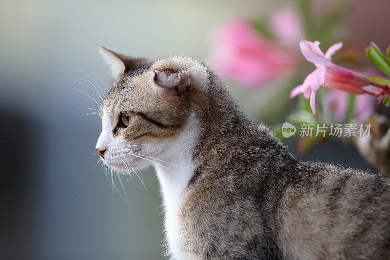 一只猫在公园里闲逛