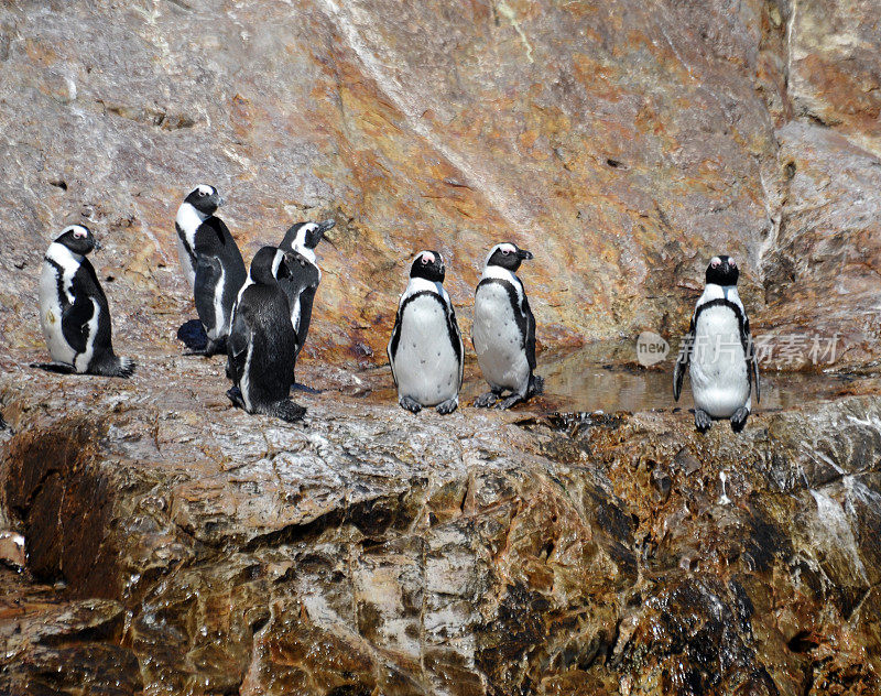 南非伊丽莎白港阿尔戈阿湾群岛圣克罗伊岛岩石上的非洲企鹅群