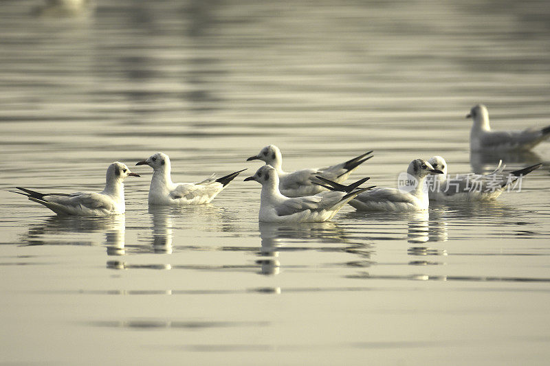 Bird-Seagulls。