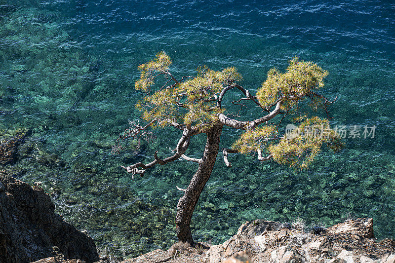 海边山坡上的一棵松树