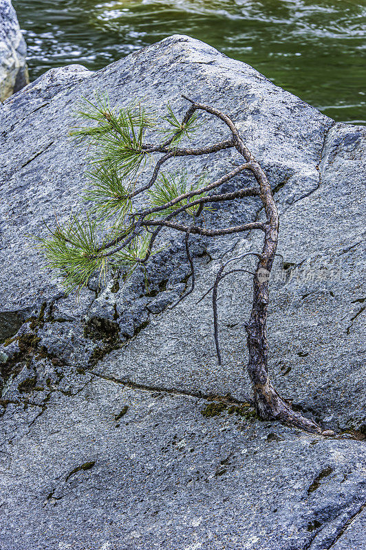 杰弗瑞松是一种北美松树，与黄松有亲缘关系。生长在岩石裂缝中的花岗岩上。约塞米蒂国家公园的奥姆斯特德角