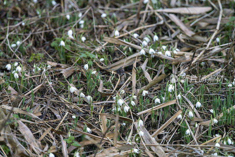 佛尔米尔自然保护区的雪花莲