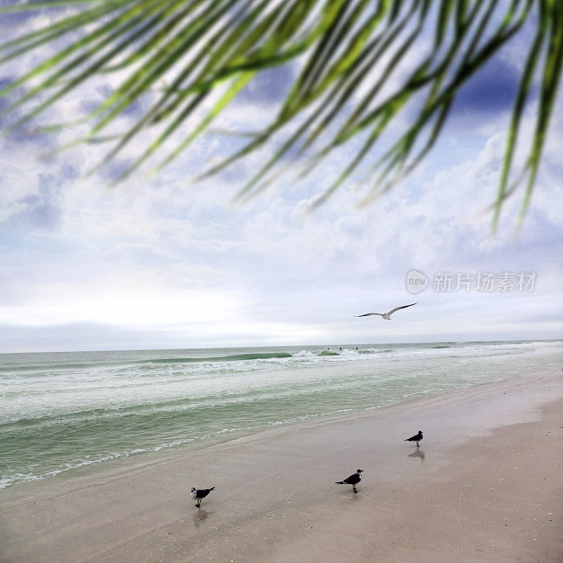 佛罗里达沙滩上的海鸥