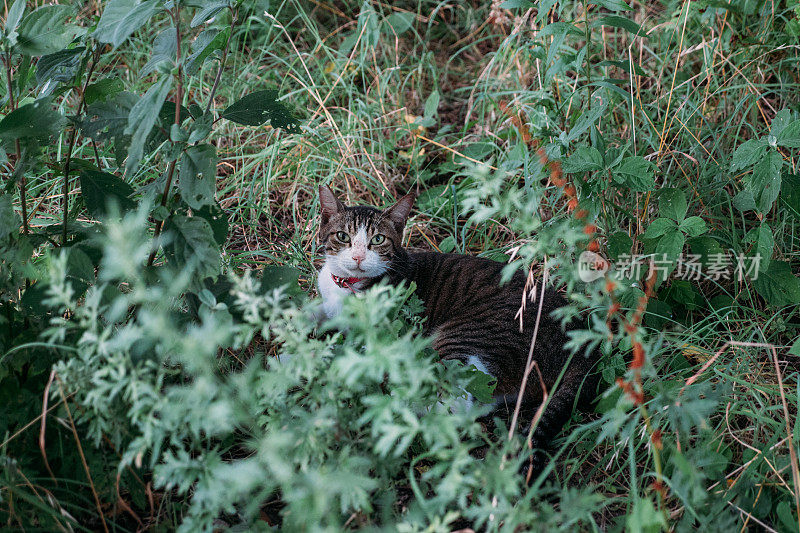 一张可爱的猫咪在灌木丛中安静下来的照片