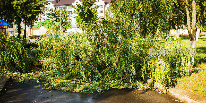 被暴风雨刮断的树躺在柏油路上。飓风在城市。龙卷风折断了绿树。气候变化