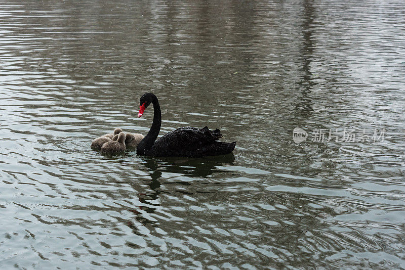 黑天鹅和他们的小天鹅在湖里游泳