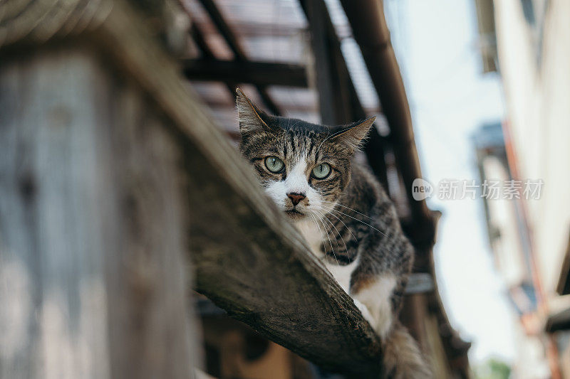 篱笆上的虎斑猫