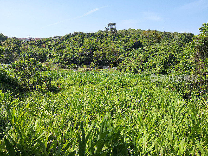 香港南丫岛墨达村的绿野