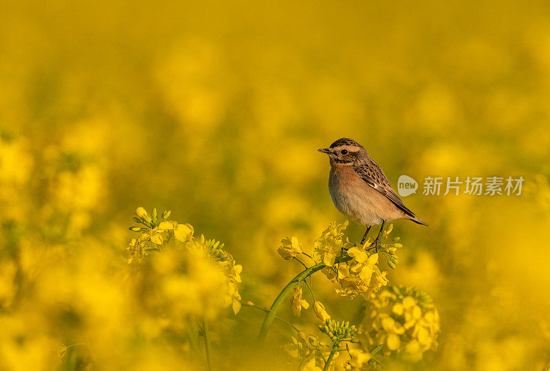 女性野翁之类