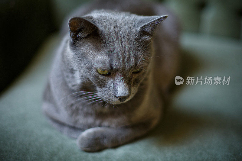 灰色短毛猫躺在家里的沙发上，低头聚精会，特写