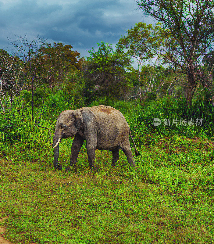 野生亚洲象，斯里兰卡