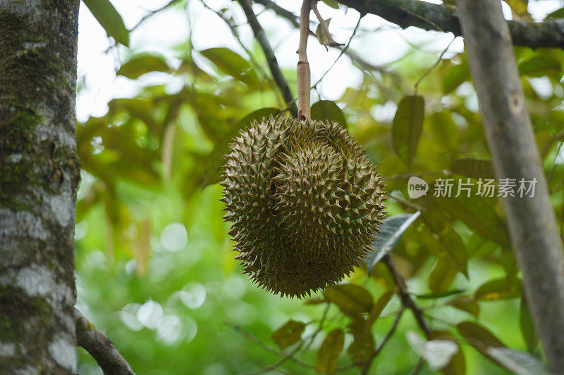 榴莲在树上