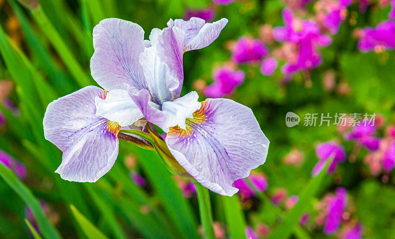 单瓣紫鸢尾花