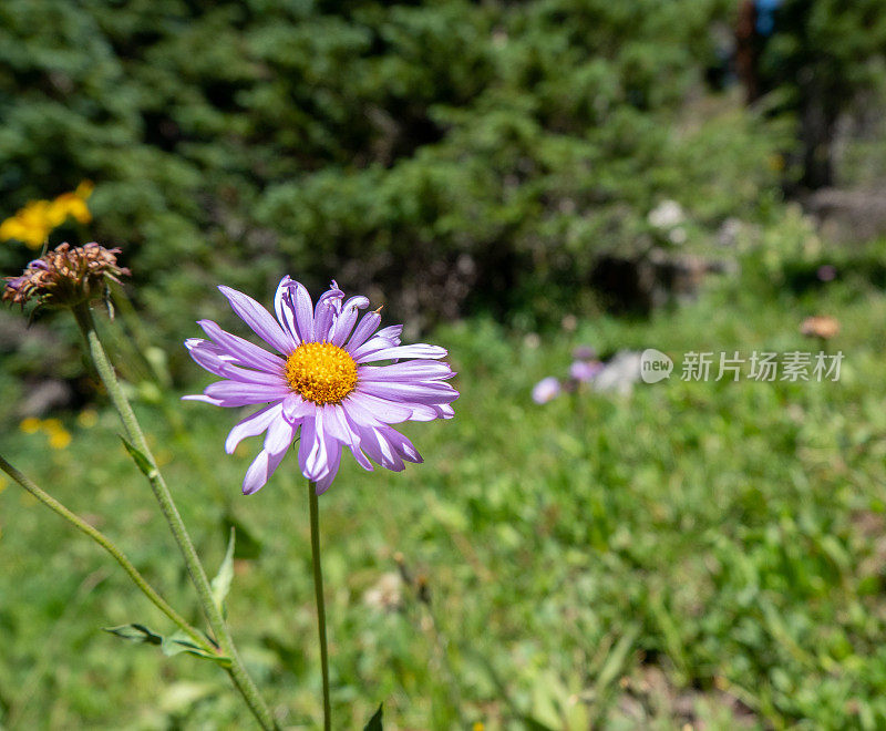 山间草地上的野生紫菀