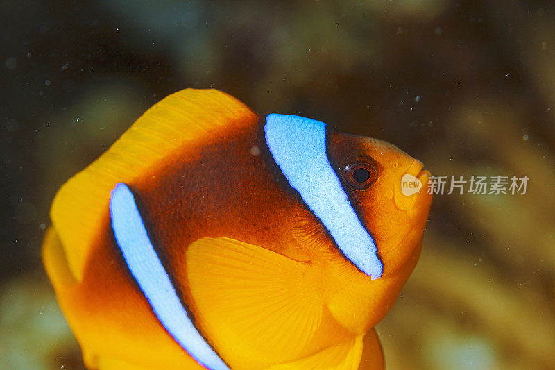 海洋生物。水下场景与海葵和海葵鱼鱼小丑鱼。水肺潜水员的观点。