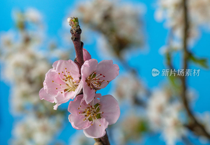 新鲜的桃花在天空中绽放的特写