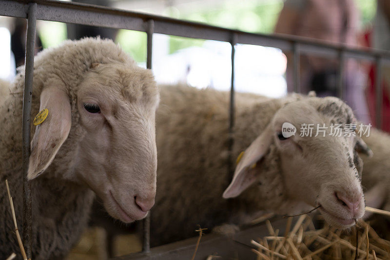 在羊市场你可以找到各种各样的品种。