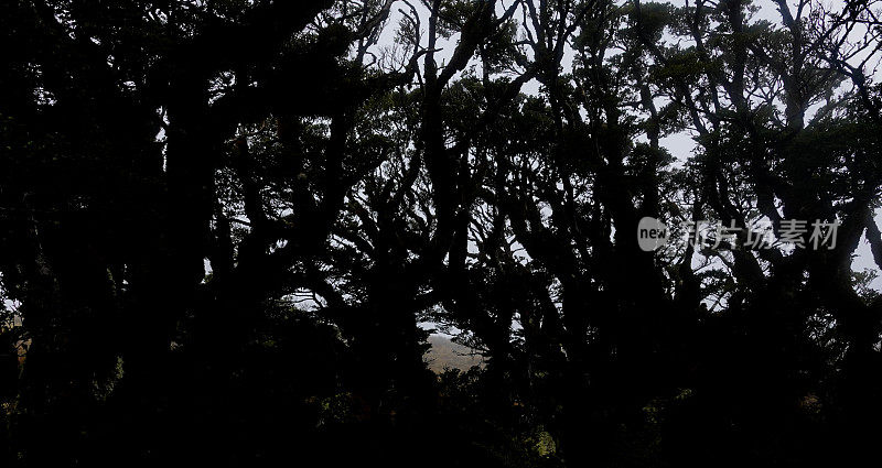 透过树枝看黑暗剪影。路本赛道，峡湾国家公园，新西兰。