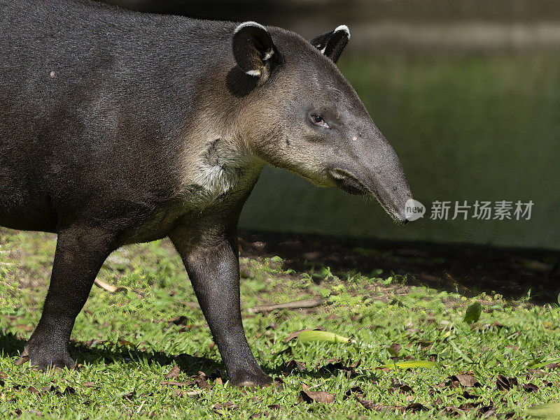 哥斯达黎加自然保护区的野生貘