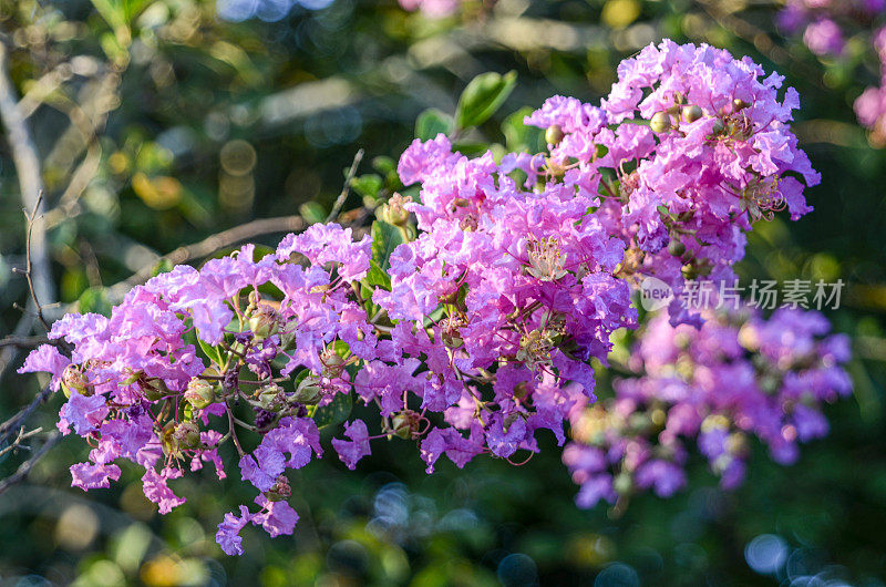 可丽桃金娘树的花:夏末在后院花园的花