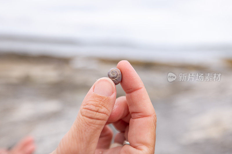 特写的人拿着一个贝壳在她的手指