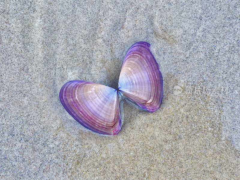 沙滩上的蝴蝶壳