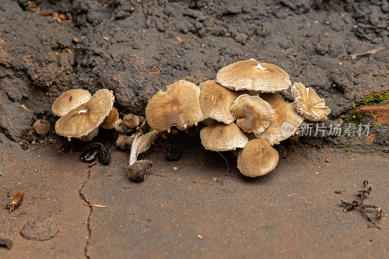 鳞片菌菇