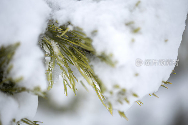 白雪覆盖的松针