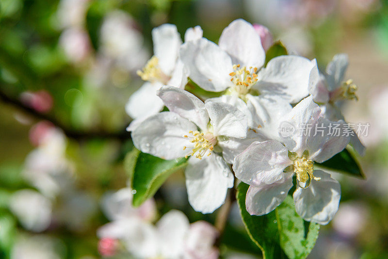 Apfelblüte