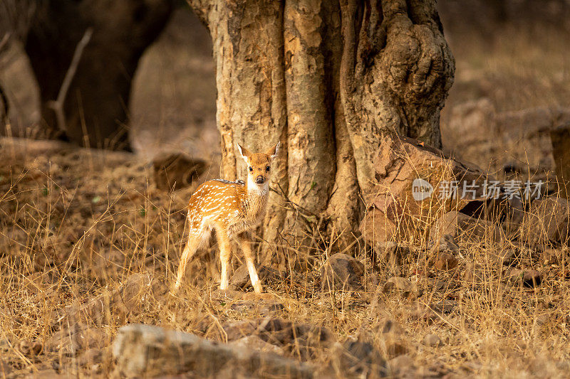 在印度的森林国家公园里，早上独自狩猎的斑点鹿或赤鹿或赤鹿或小鹿