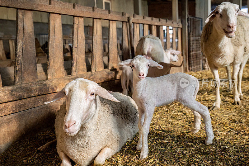 绵羊或羔羊家庭有机养殖和羔羊奶产业