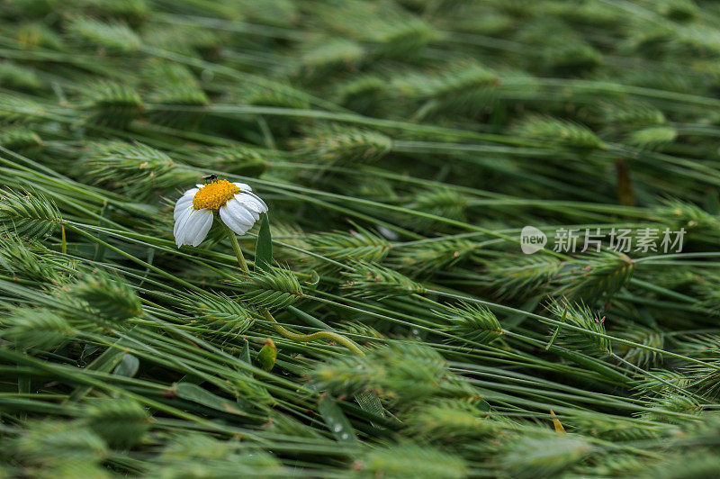 麦田里一朵白色的雏菊花