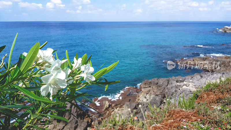 白海节俭花在海边