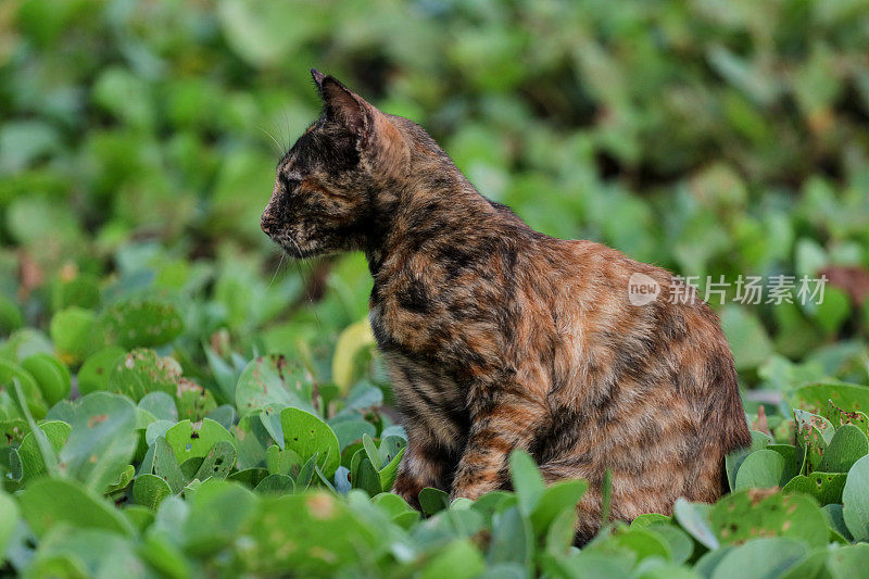 猫在亚齐海滩玩耍