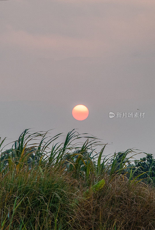 夕阳落在龙安省的草地上