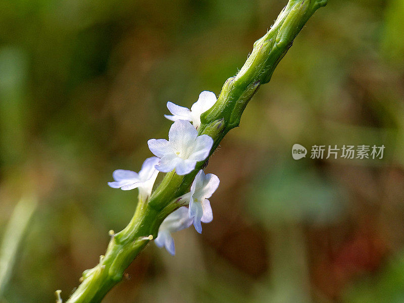 漂亮的小野花。