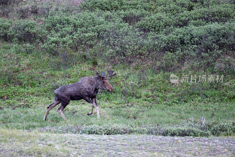 在美国科罗拉多州落基山国家公园北部的高山草地上散步的公驼鹿