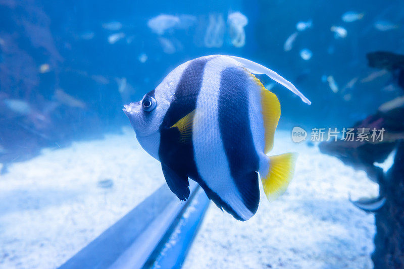 水族馆里的小丑鱼