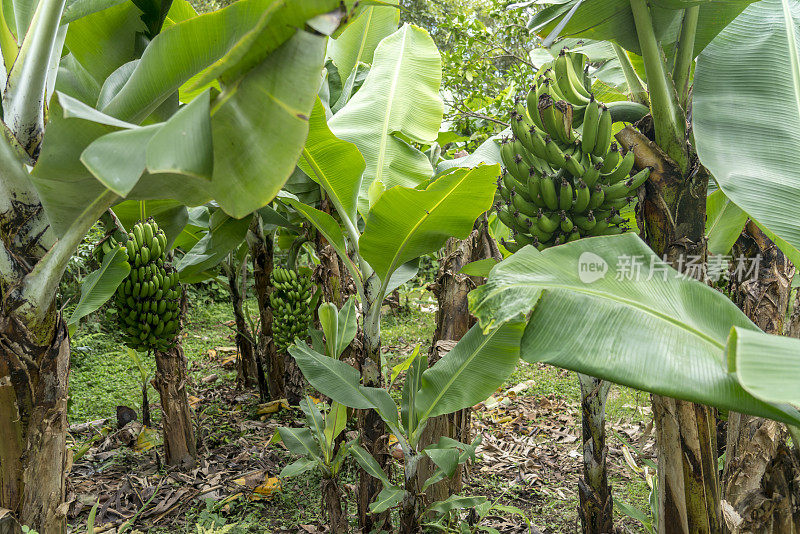 香蕉种植园，圣米格尔，亚速尔群岛