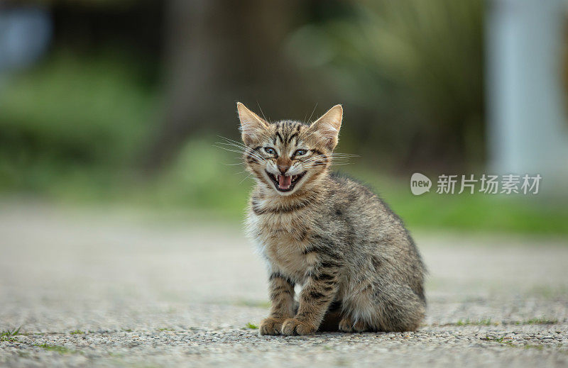 超级可爱的虎斑猫。