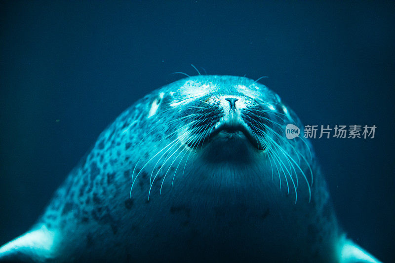 可爱的海豹在动物园水族馆游泳