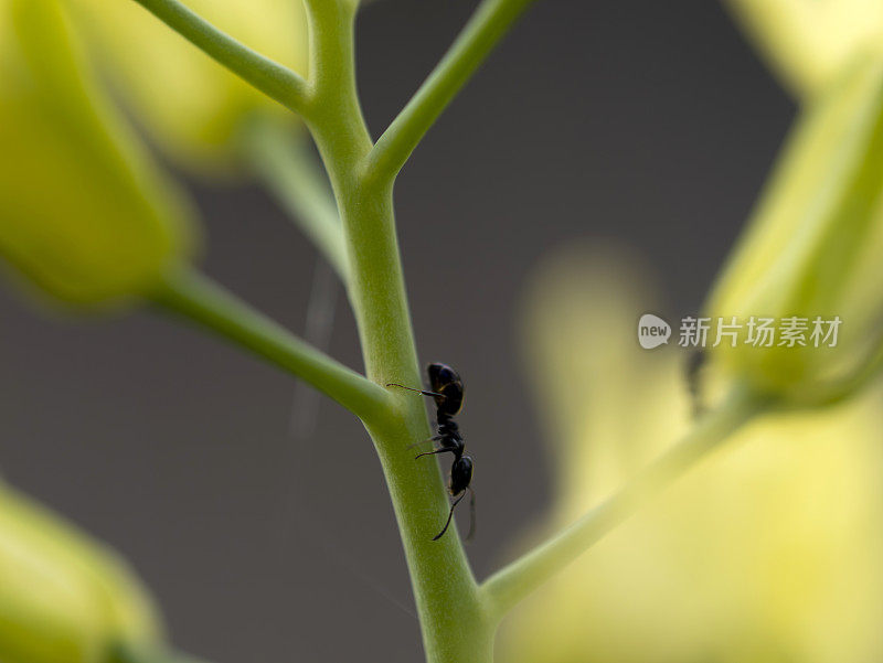 蚂蚁在花椰菜上行走