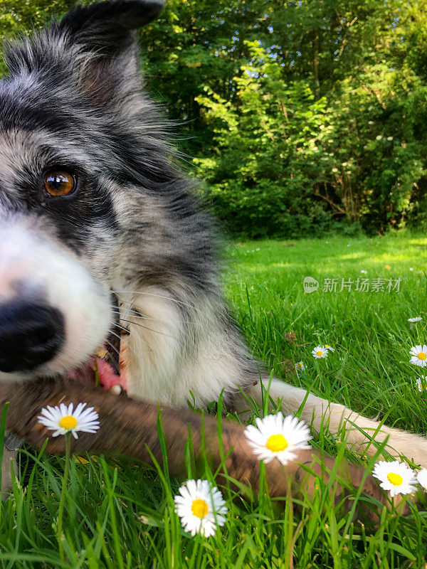 边境牧羊犬雏菊肖像