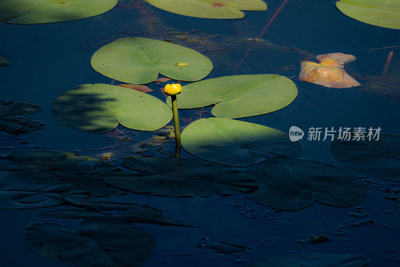 睡莲花和绿叶的形象