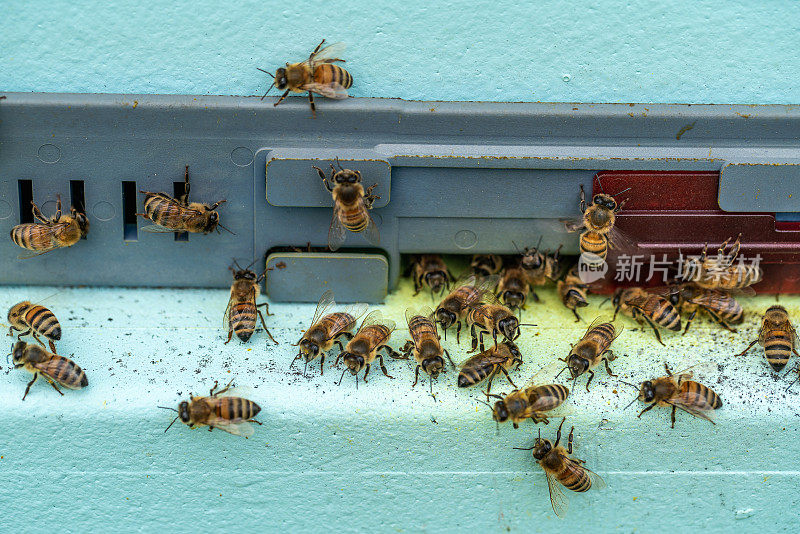 现代复合蜂巢中的蜜蜂