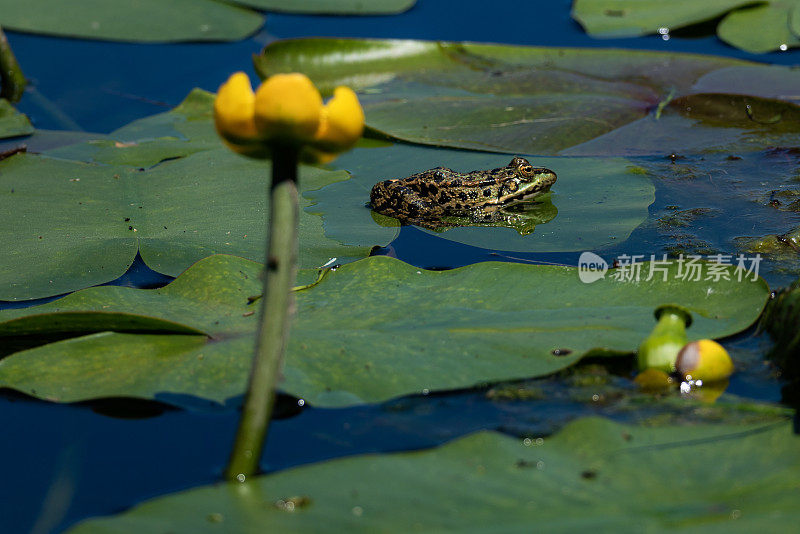 睡莲花和绿叶的形象