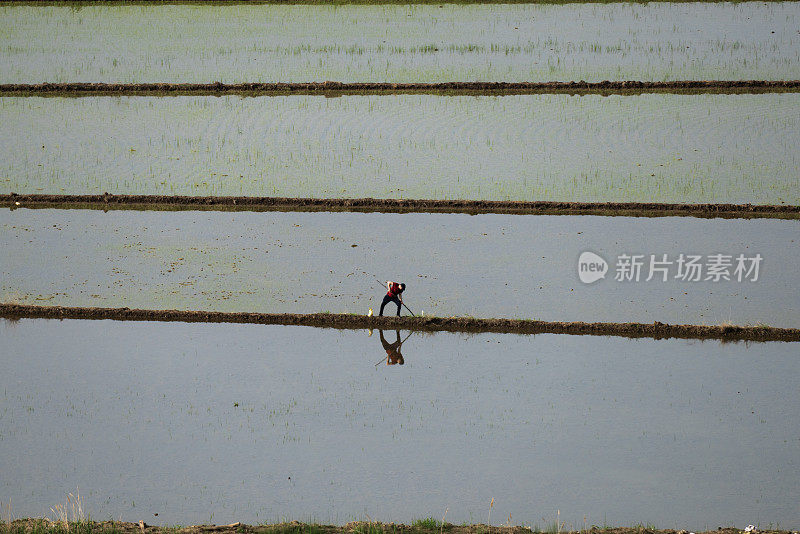 从上方俯瞰Çorum地区Osmancık水田的灌溉景观。