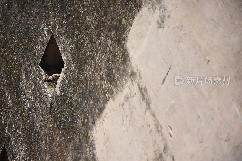 麻雀栖息在一座旧建筑上