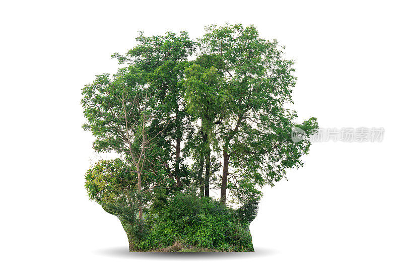 在白色背景上孤立的一棵大树。热带木材植物用于广告，建筑设计，剪报路径。绿叶森林和绿叶。在春季或夏季生长的大树干