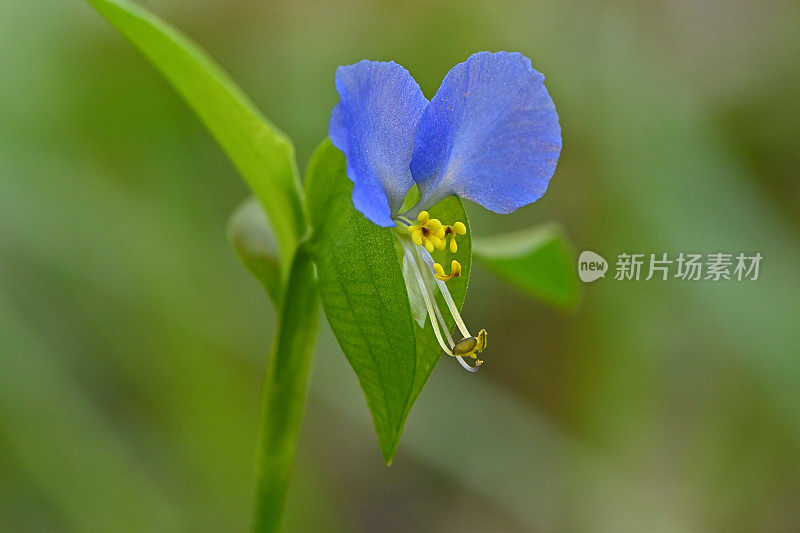 亚细亚鸭跖草